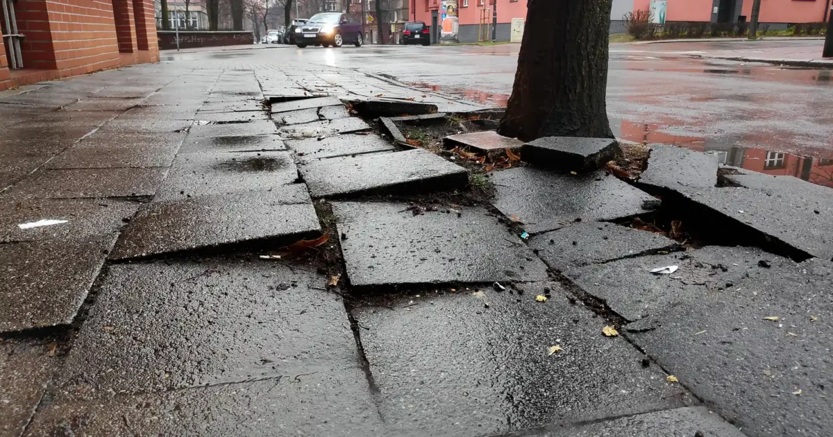 Uneven concrete paving slabs raised near trees beside a path in Bytom, Poland.
