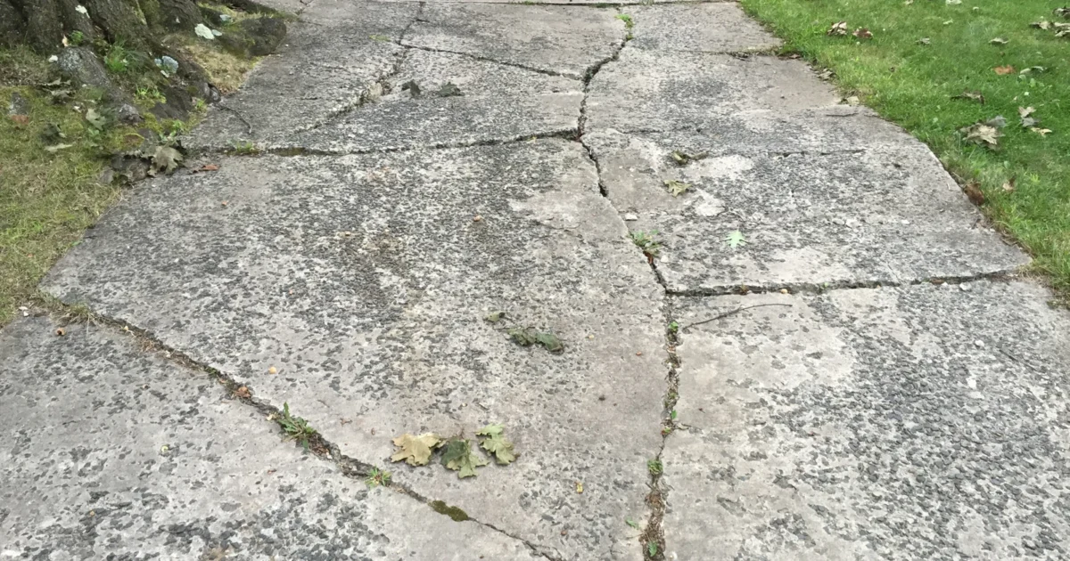 Cracked concrete driveway with raised sections near a tree.
