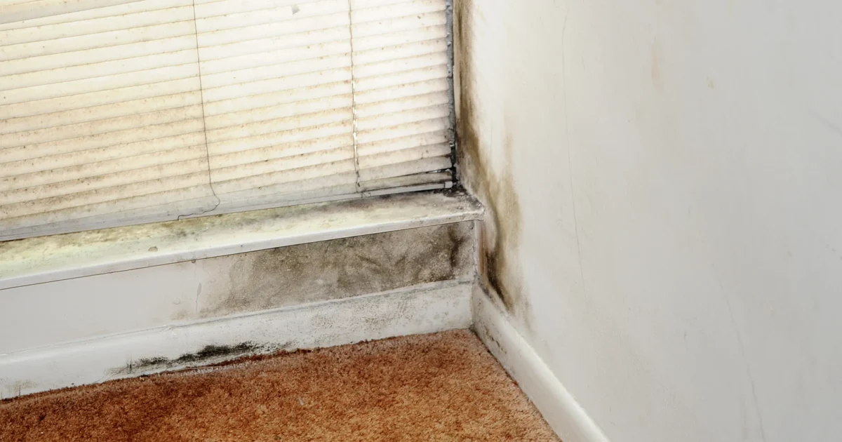 Dark mold growth along a window frame and the adjoining wall and carpet edge.