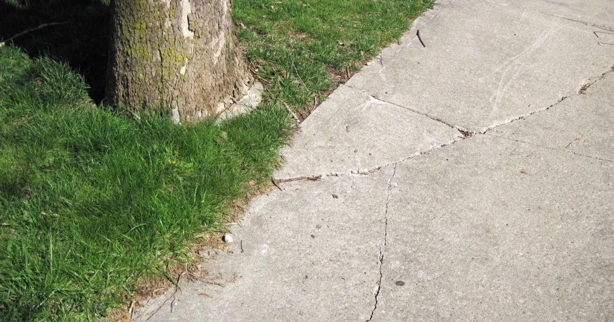 Cracked concrete sidewalk beside a tree in Columbus, Ohio.