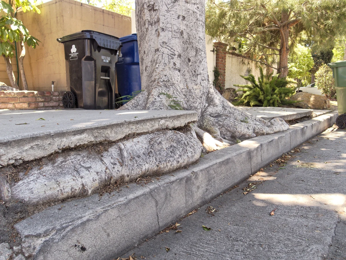 Tree roots lifting and breaking concrete beside a Los Angeles sidewalk.