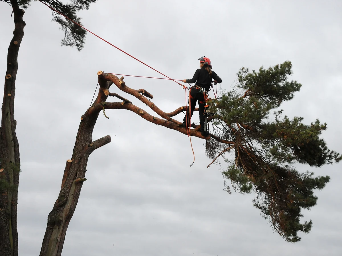 An arborist supported by ropes works on a tree with branches already removed.