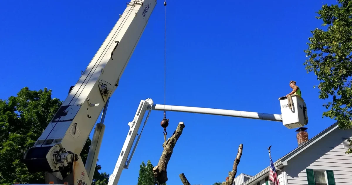 Tree service lifting equipment beside a tree on a residential street in Arlington, Massachusetts.