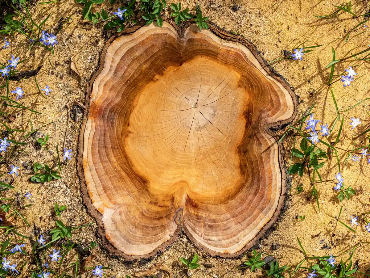 The exposed cut surface of a woody cherry-tree root in Germany.